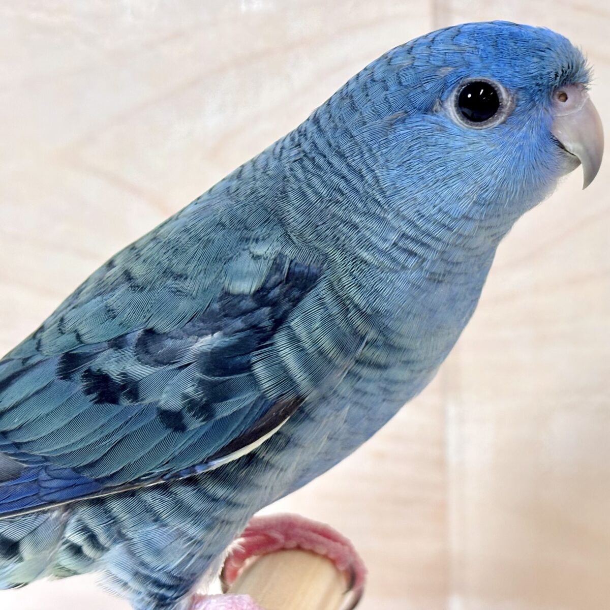 サザナミインコ