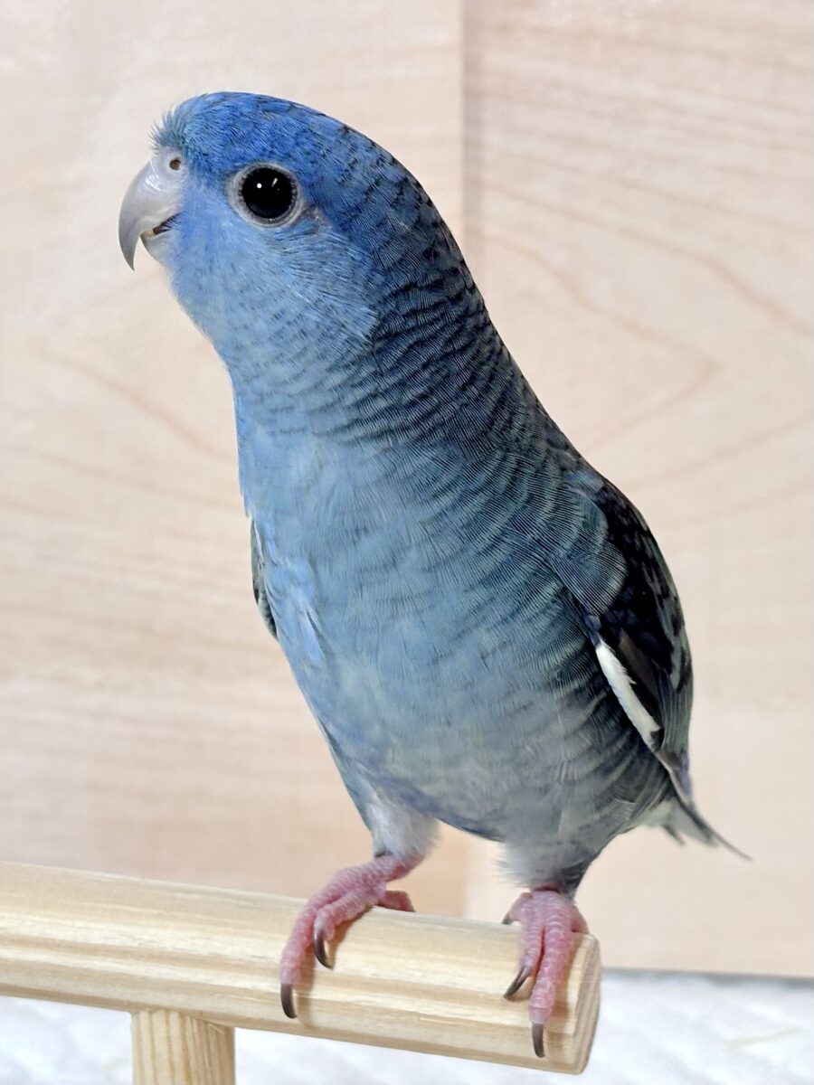 サザナミインコ