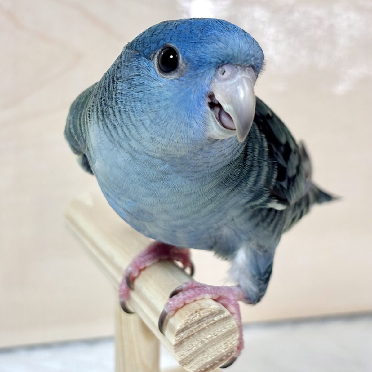 サザナミインコ コバルト 🩵🐦✨