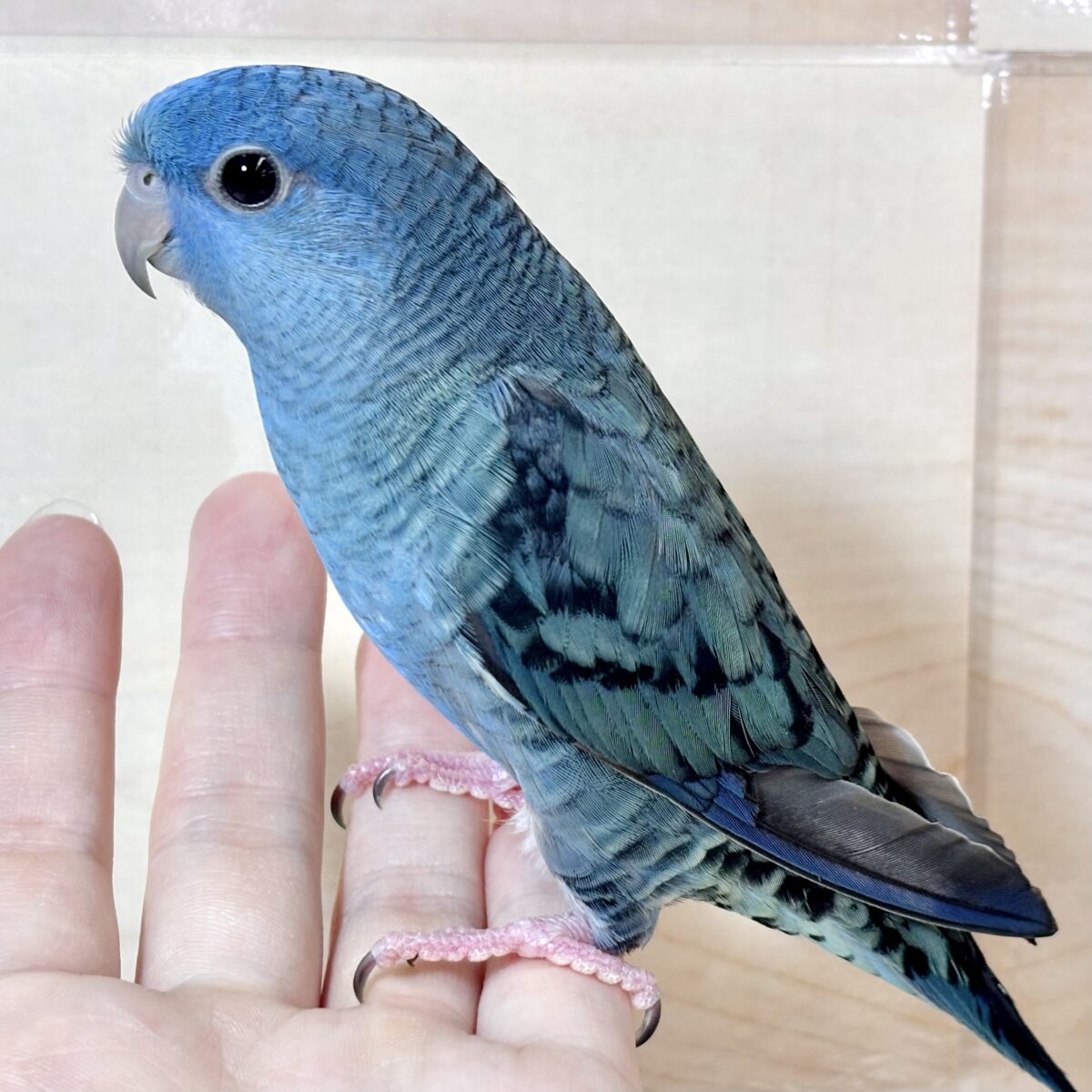 サザナミインコ