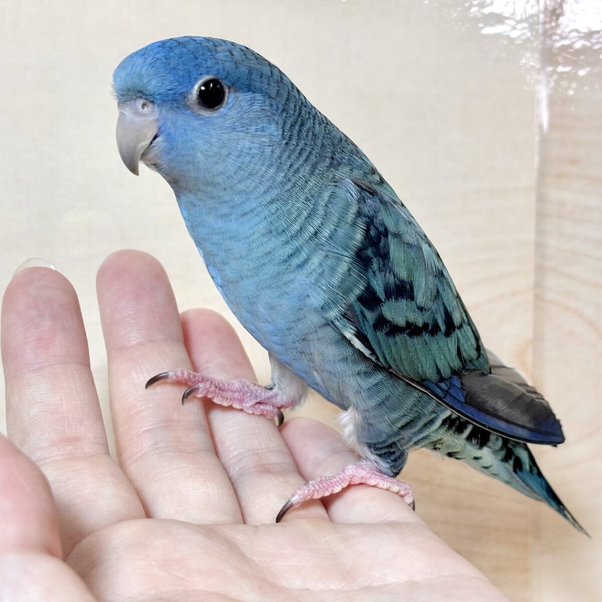 サザナミインコ