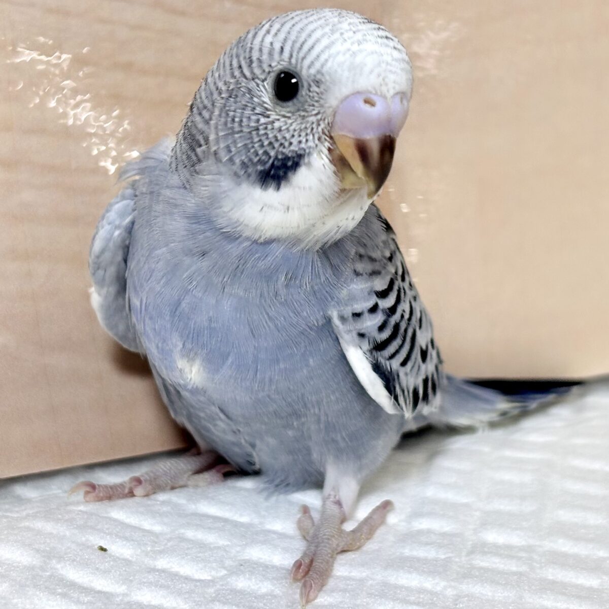 セキセイインコ モーブ 🩶💜🐦✨