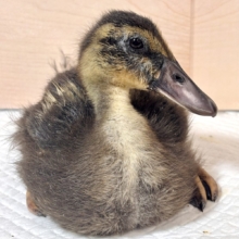 アイガモ 🦆🌿💛