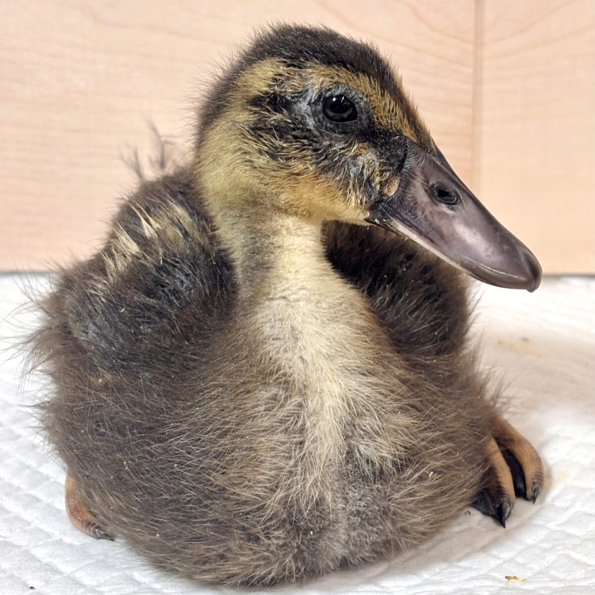 アイガモ 🦆🌿💛