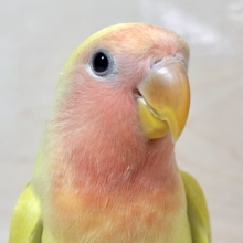 コザクラインコ ゴールデンチェリー 🍑💛🩵