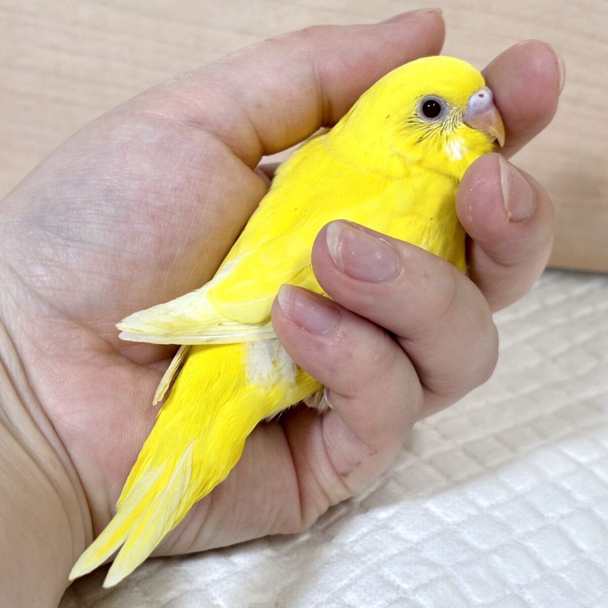 セキセイインコ