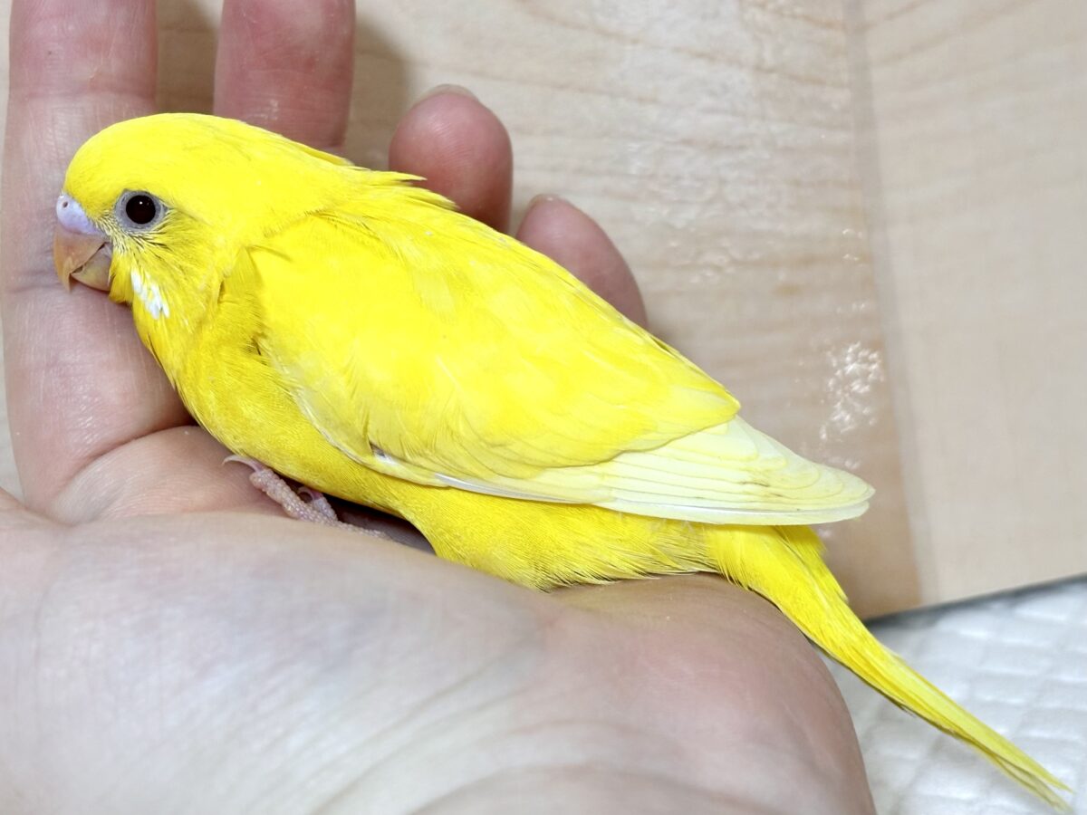 セキセイインコ