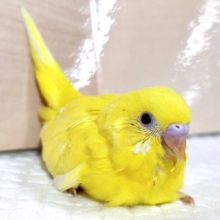 セキセイインコ  ルチノー  🌼☀️🍋