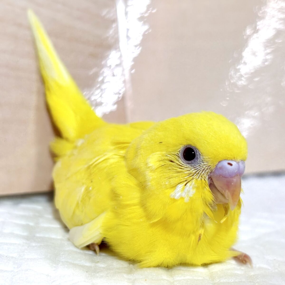 セキセイインコ ルチノー 🌼☀️🍋