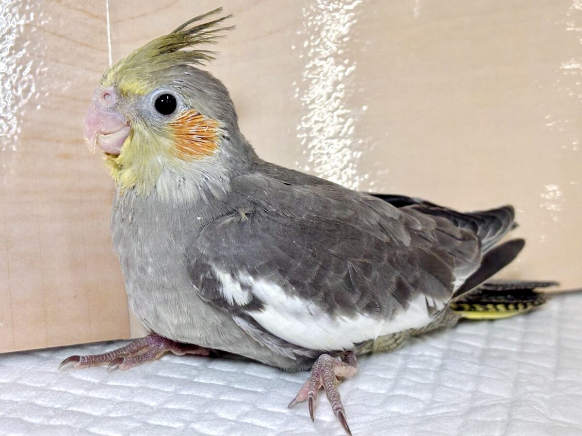 オカメインコ