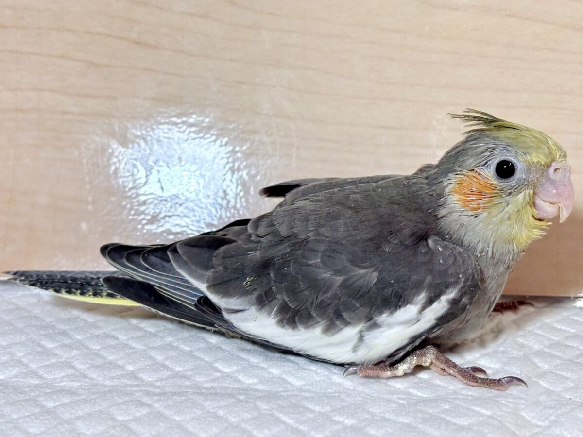 オカメインコ