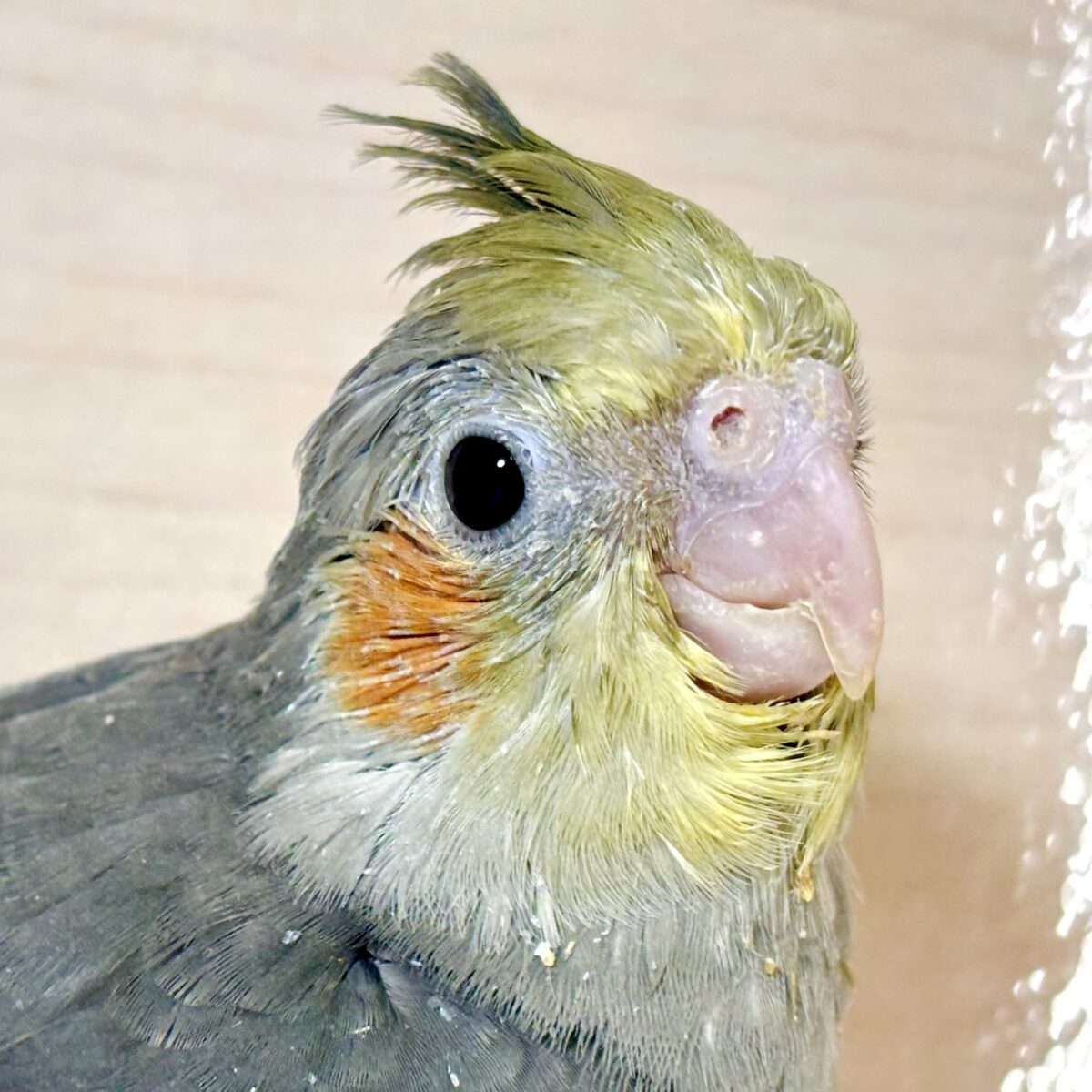 オカメインコ ノーマル 🩶🌼✨