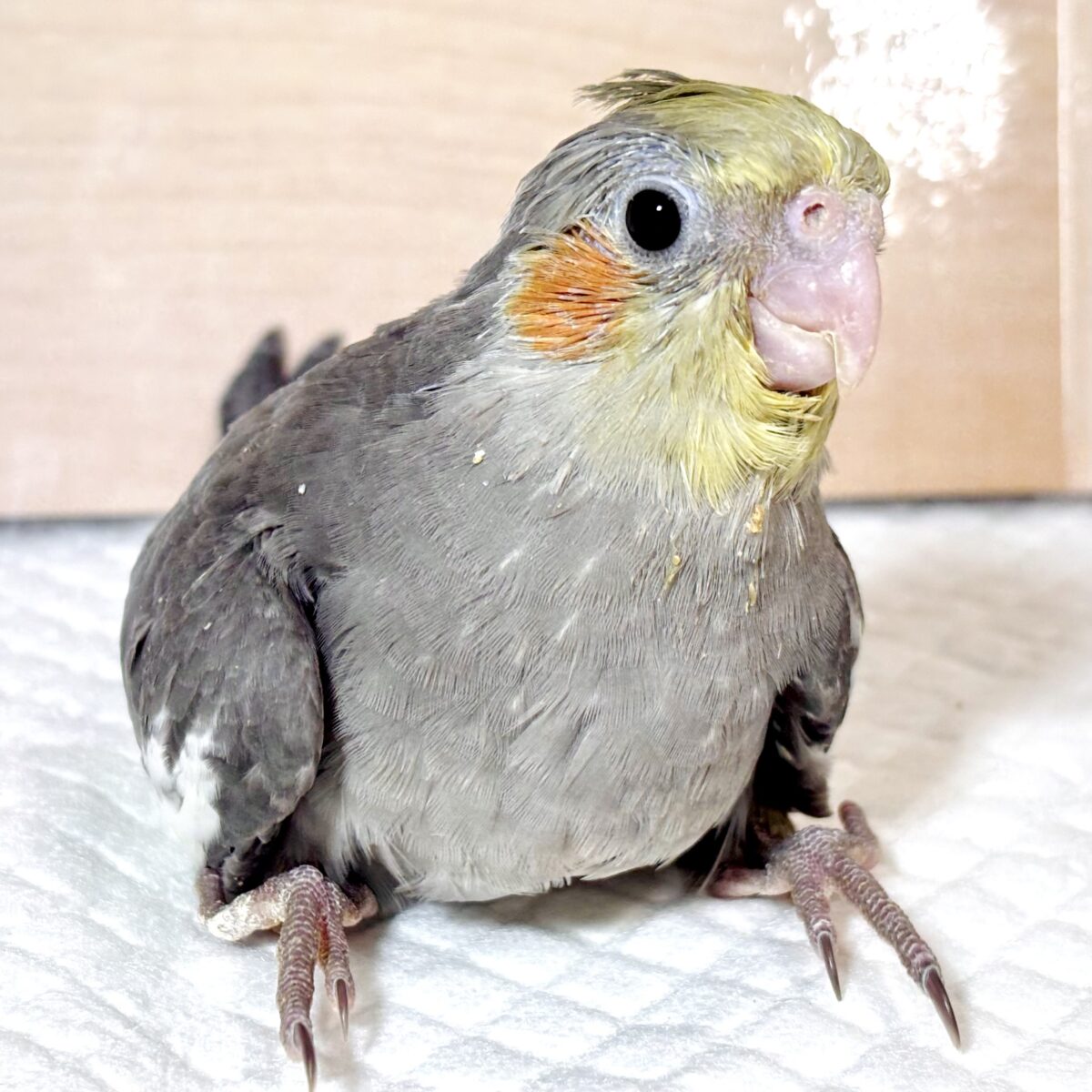 オカメインコ
