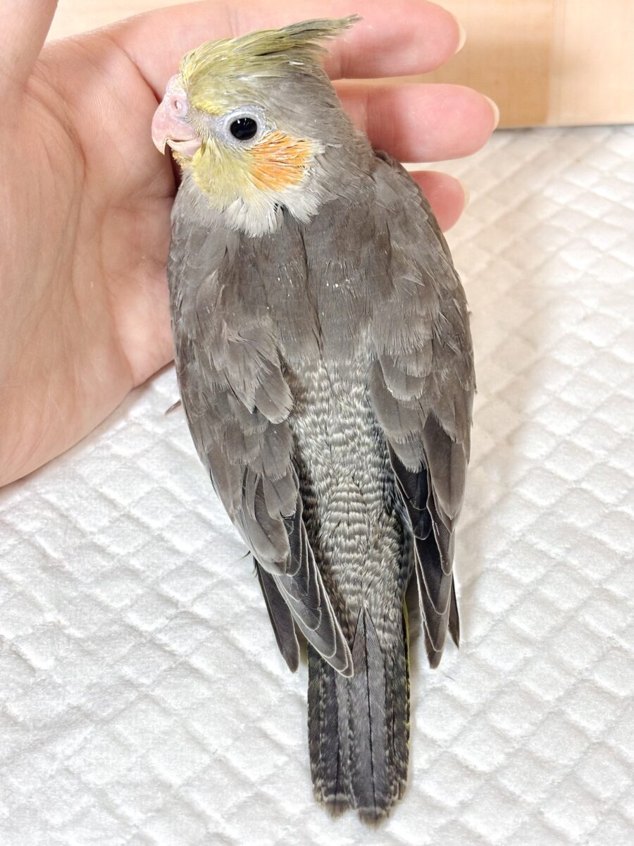 オカメインコ