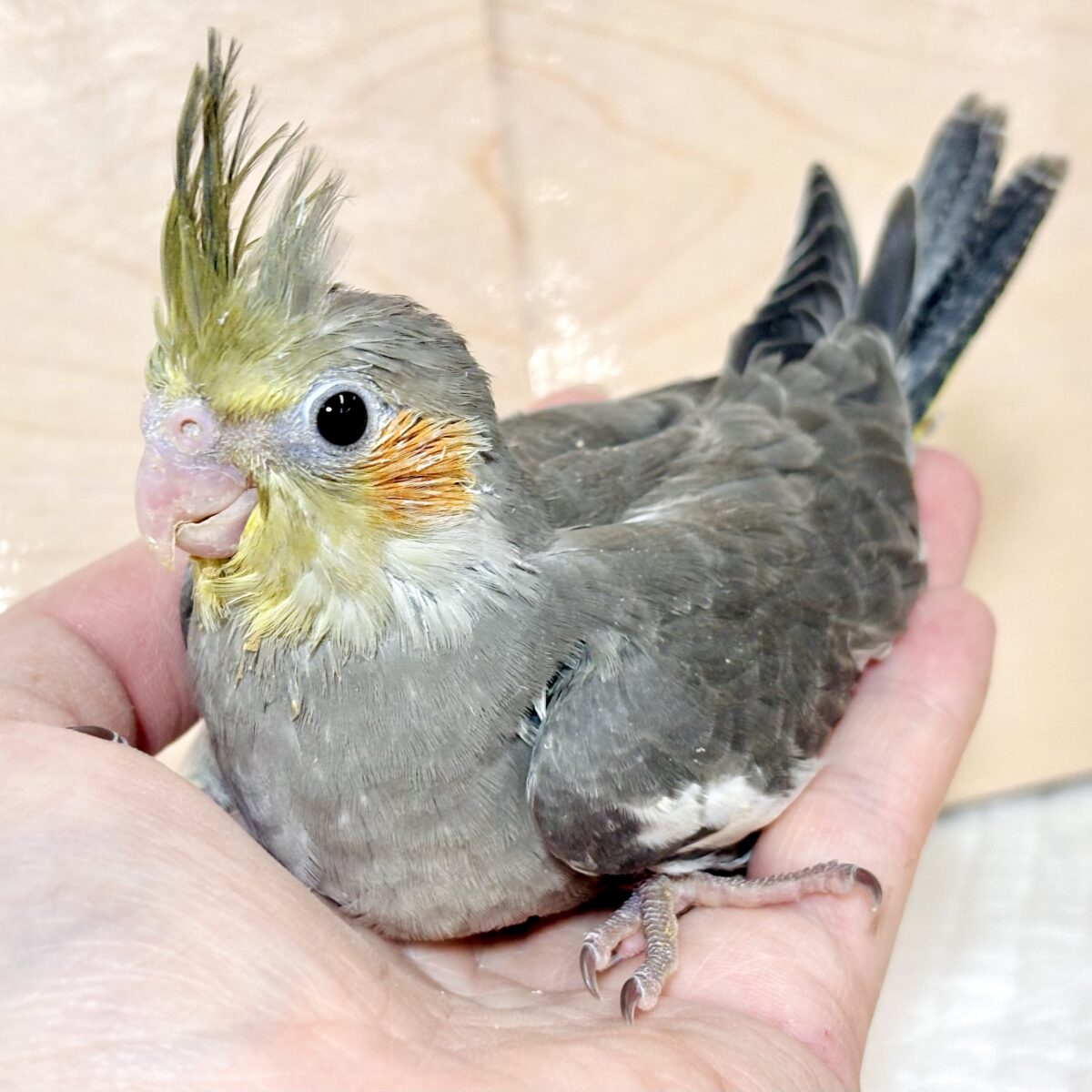 オカメインコ
