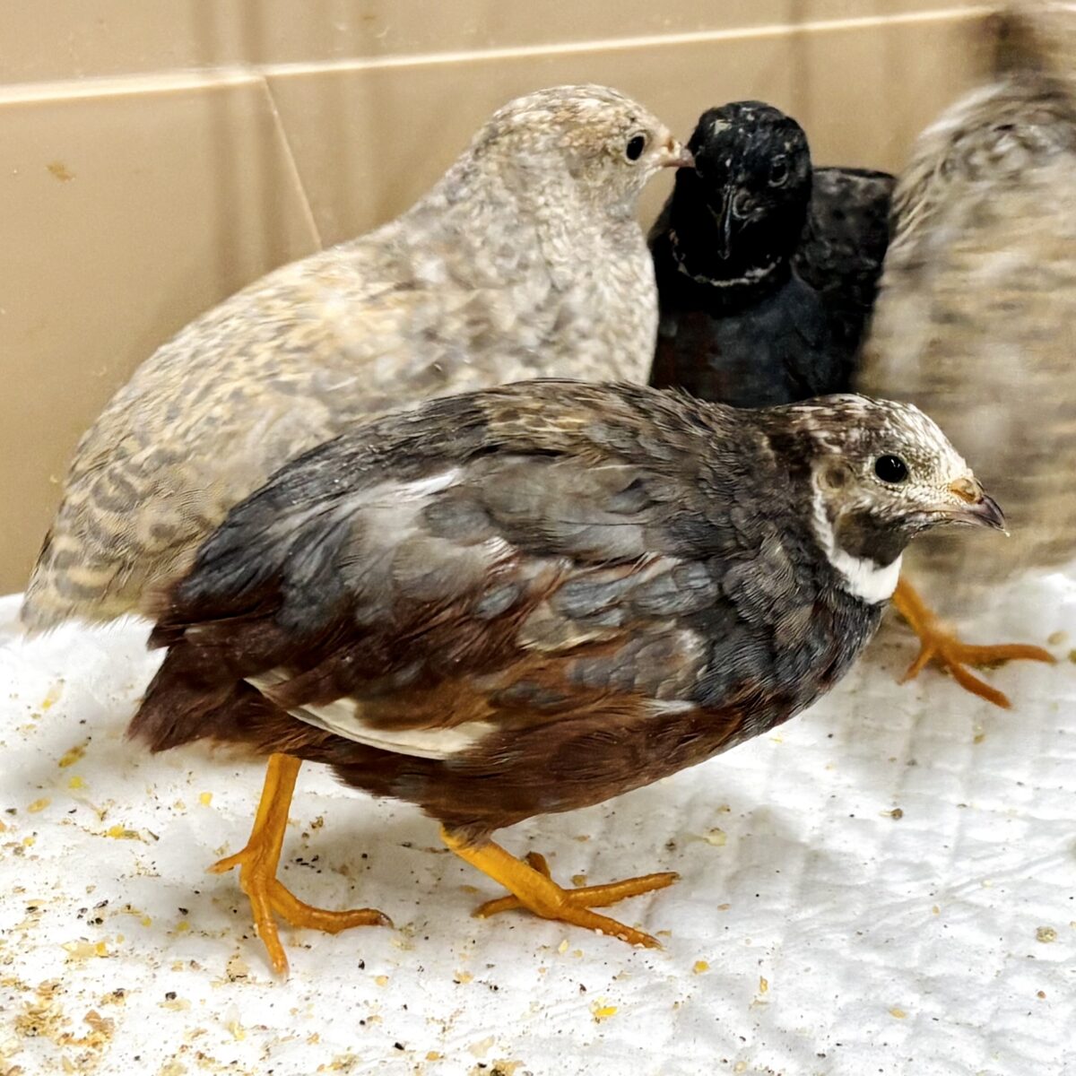 ヒメウズラ 🐣🌾✨