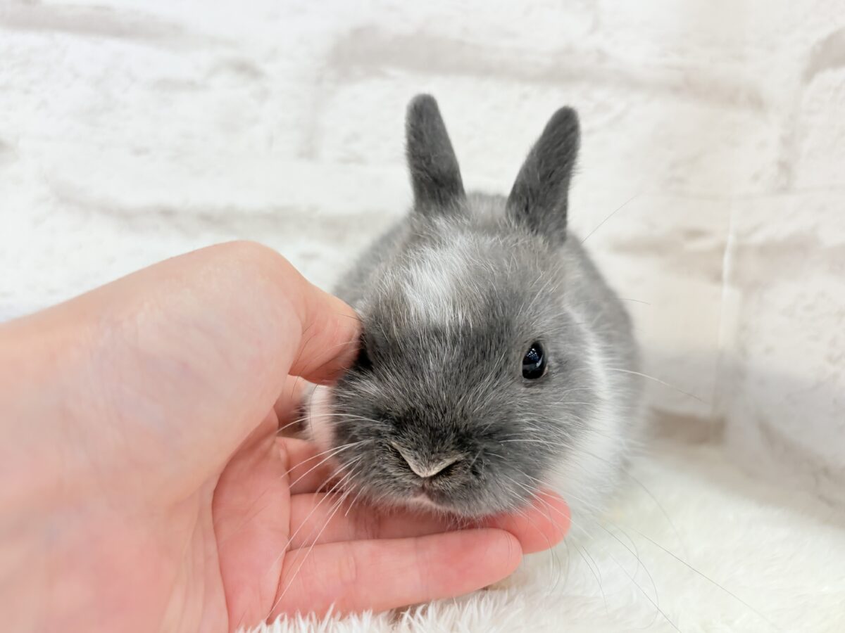 ネザーランドドワーフ