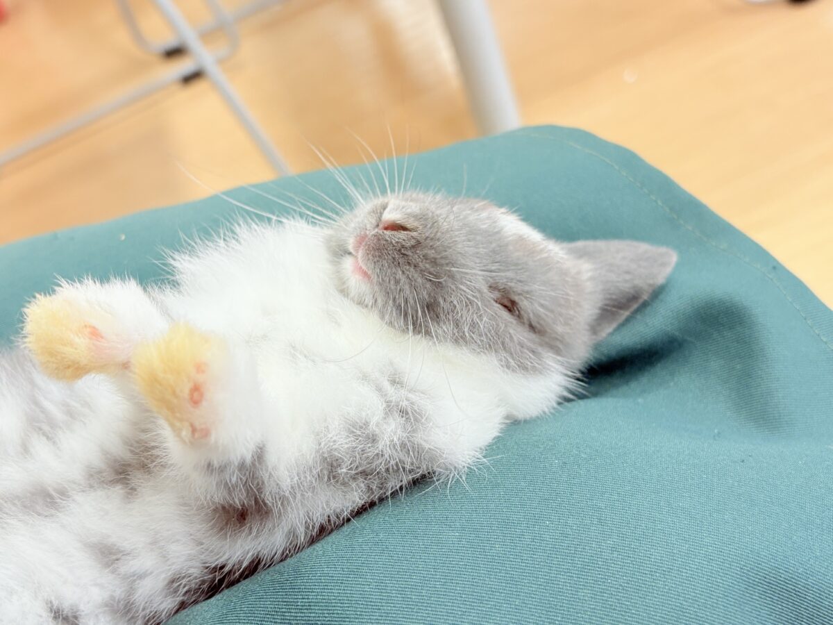 【最新画像更新🪄】美男子🐰💖うさぎ界のアイドル✨ネザーランドドワーフ(男の子) ネザーランドドワーフ