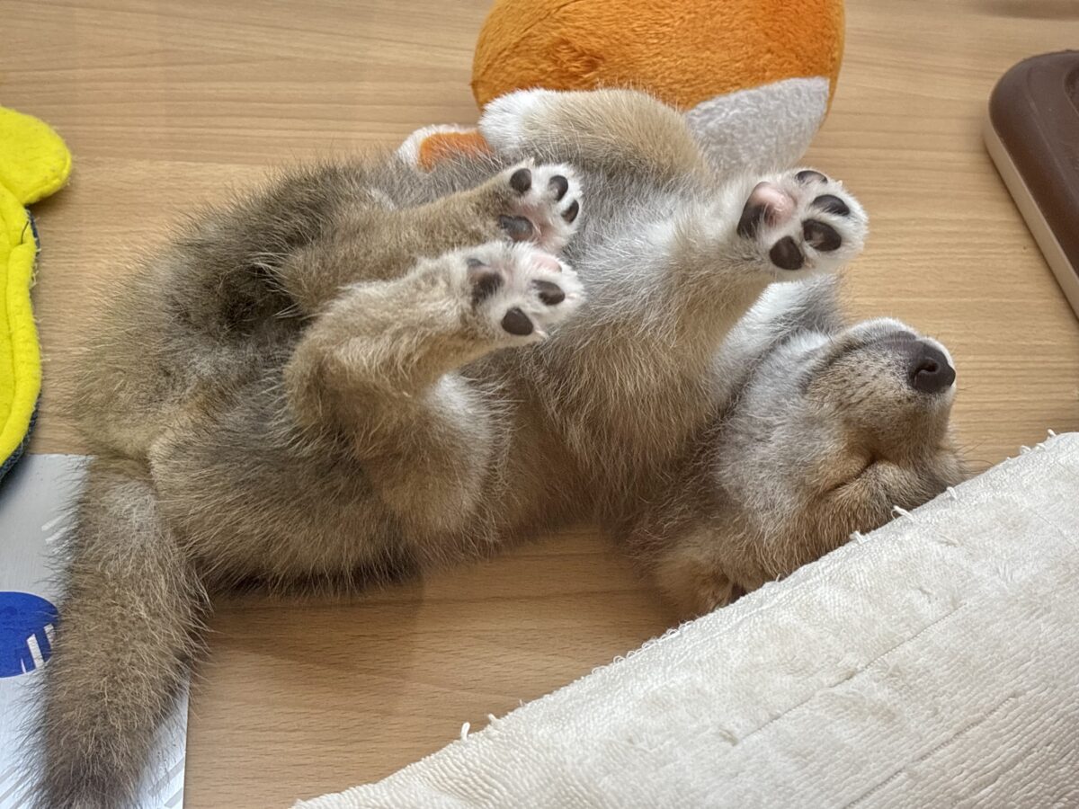 柴犬