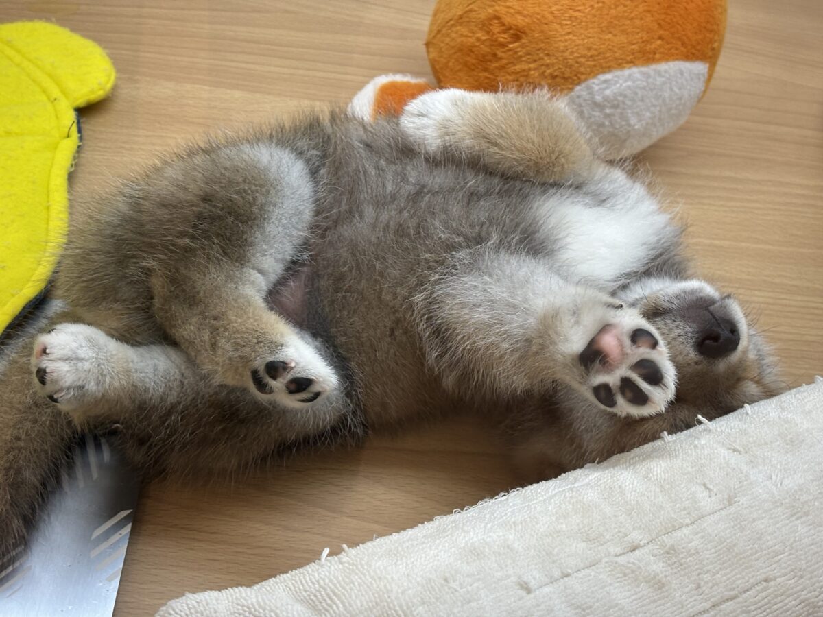 柴犬
