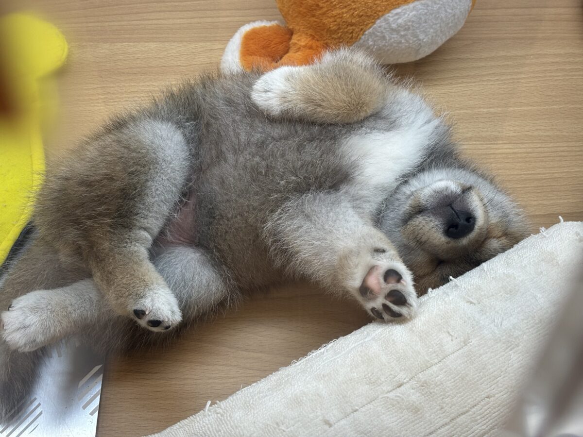 柴犬