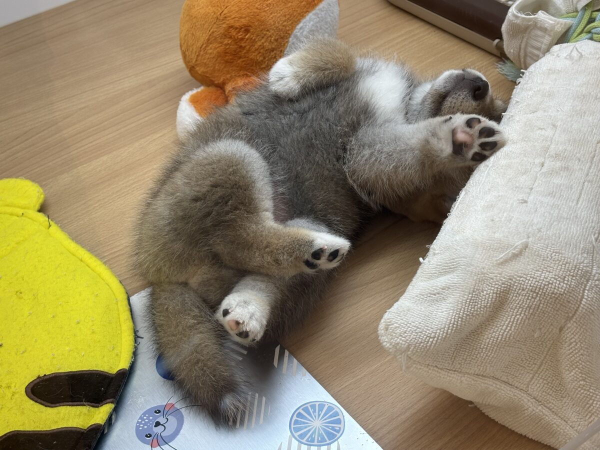 柴犬