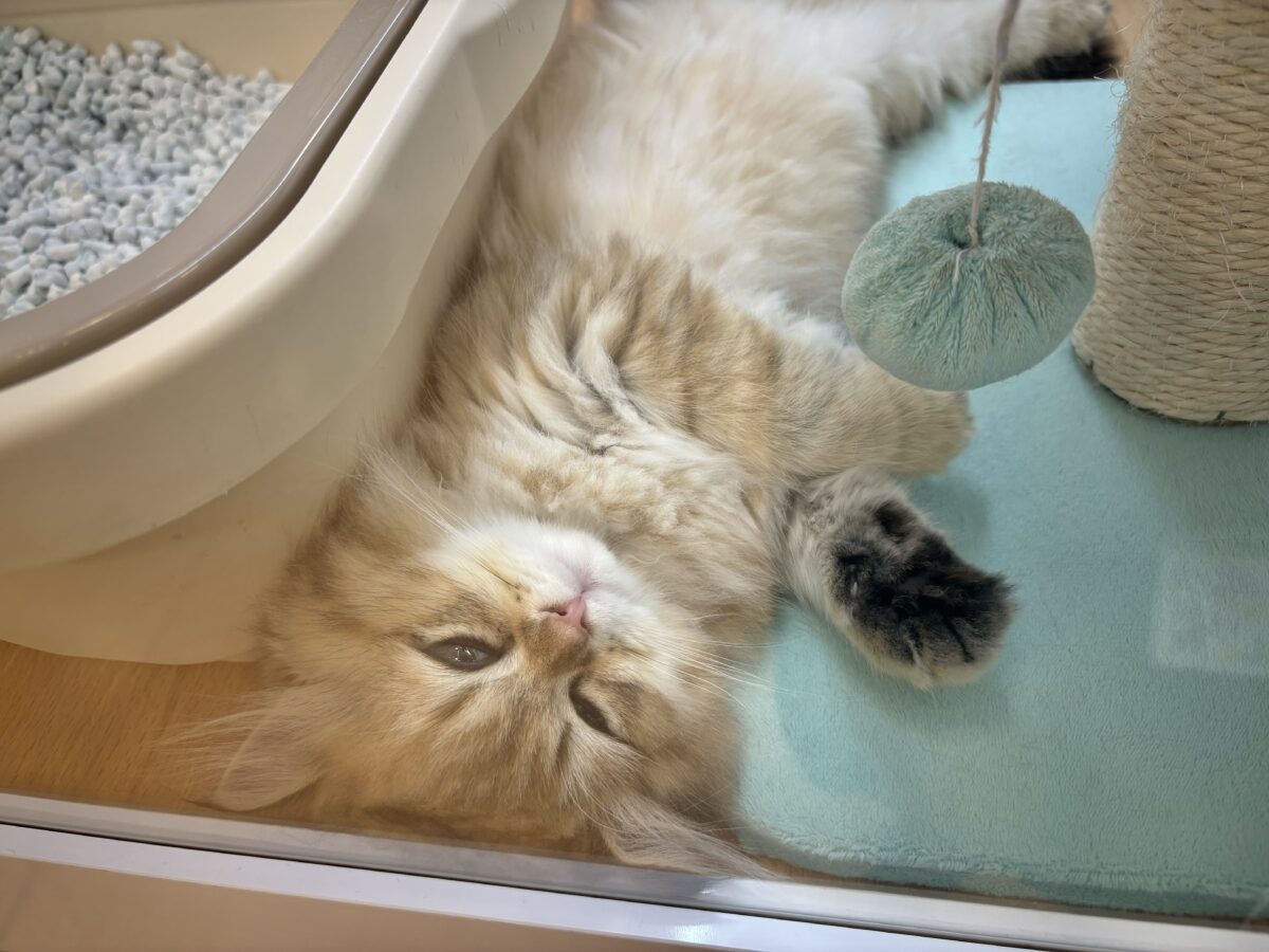 ブリティッシュショートヘア