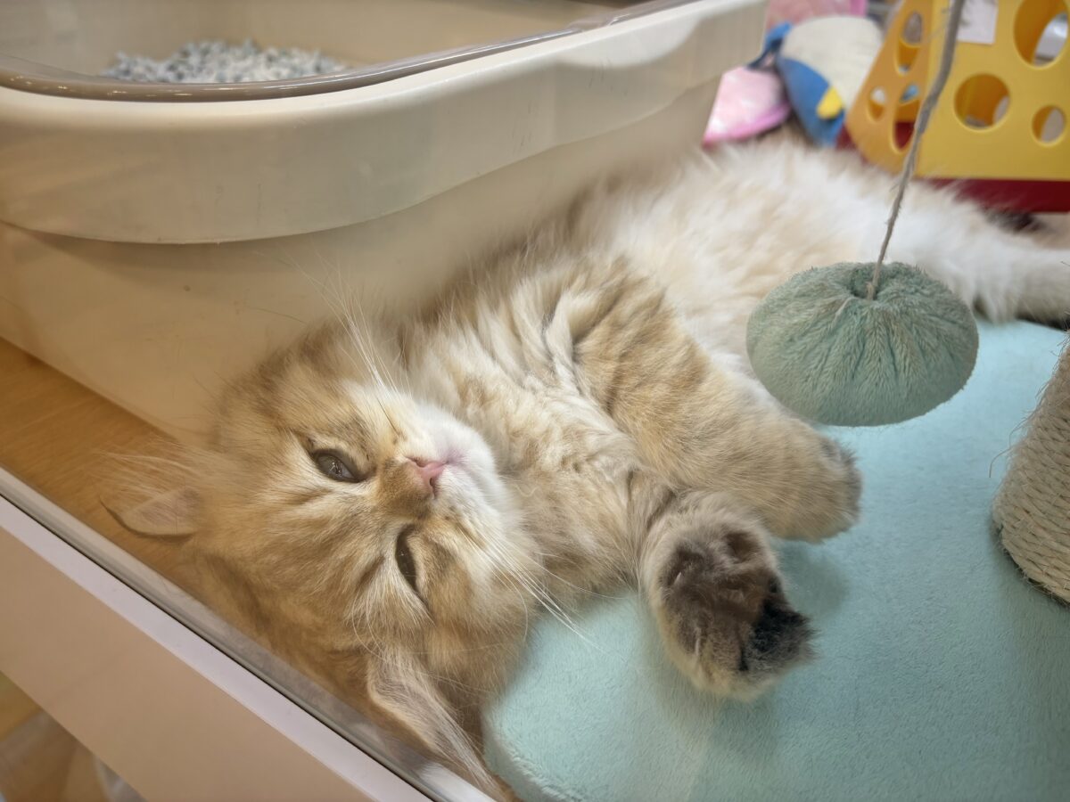 ブリティッシュショートヘア