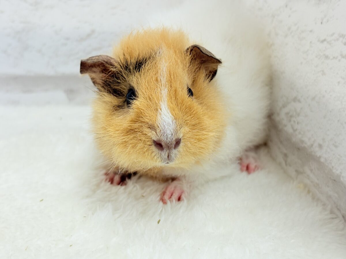 【最新画像更新🪄】くるくるヘアー🐹🌀もっこもこ羊さん♡テディモルモット(男の子) テディモルモット