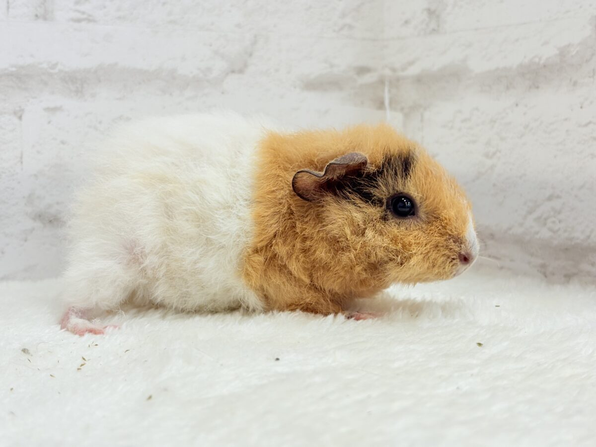 【最新画像更新🪄】くるくるヘアー🐹🌀もっこもこ羊さん♡テディモルモット(男の子) テディモルモット