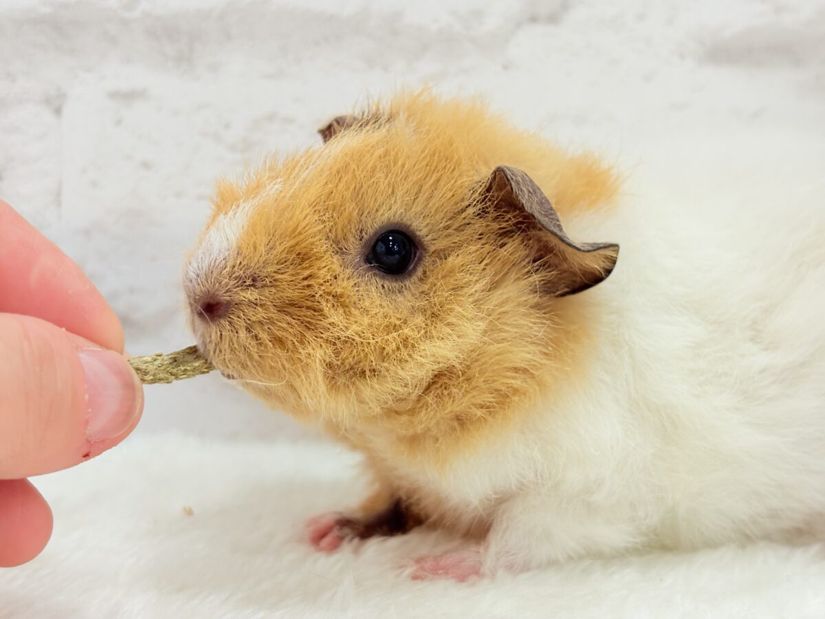 【最新画像更新🪄】くるくるヘアー🐹🌀もっこもこ羊さん♡テディモルモット(男の子) テディモルモット
