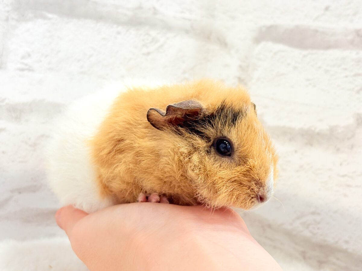 テディモルモット