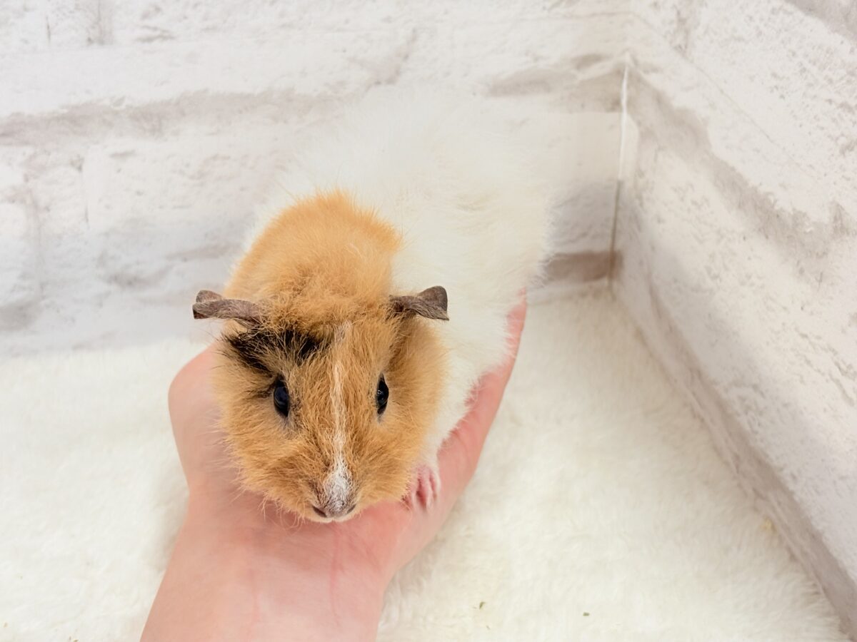 テディモルモット