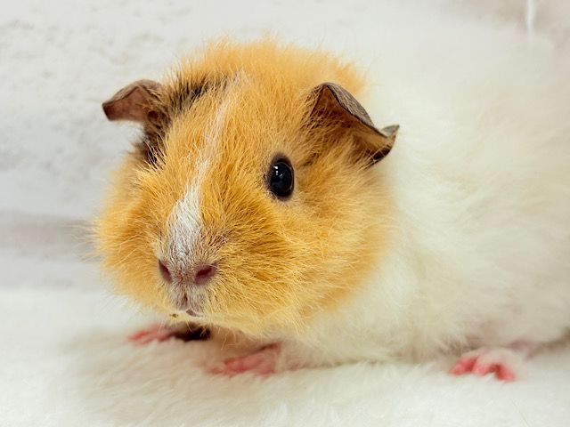 【最新画像更新🪄】くるくるヘアー🐹🌀もっこもこ羊さん♡テディモルモット(男の子) 【最新画像更新🪄】くるくるヘアー🐹🌀もっこもこ羊さん♡テディモルモット(男の子)