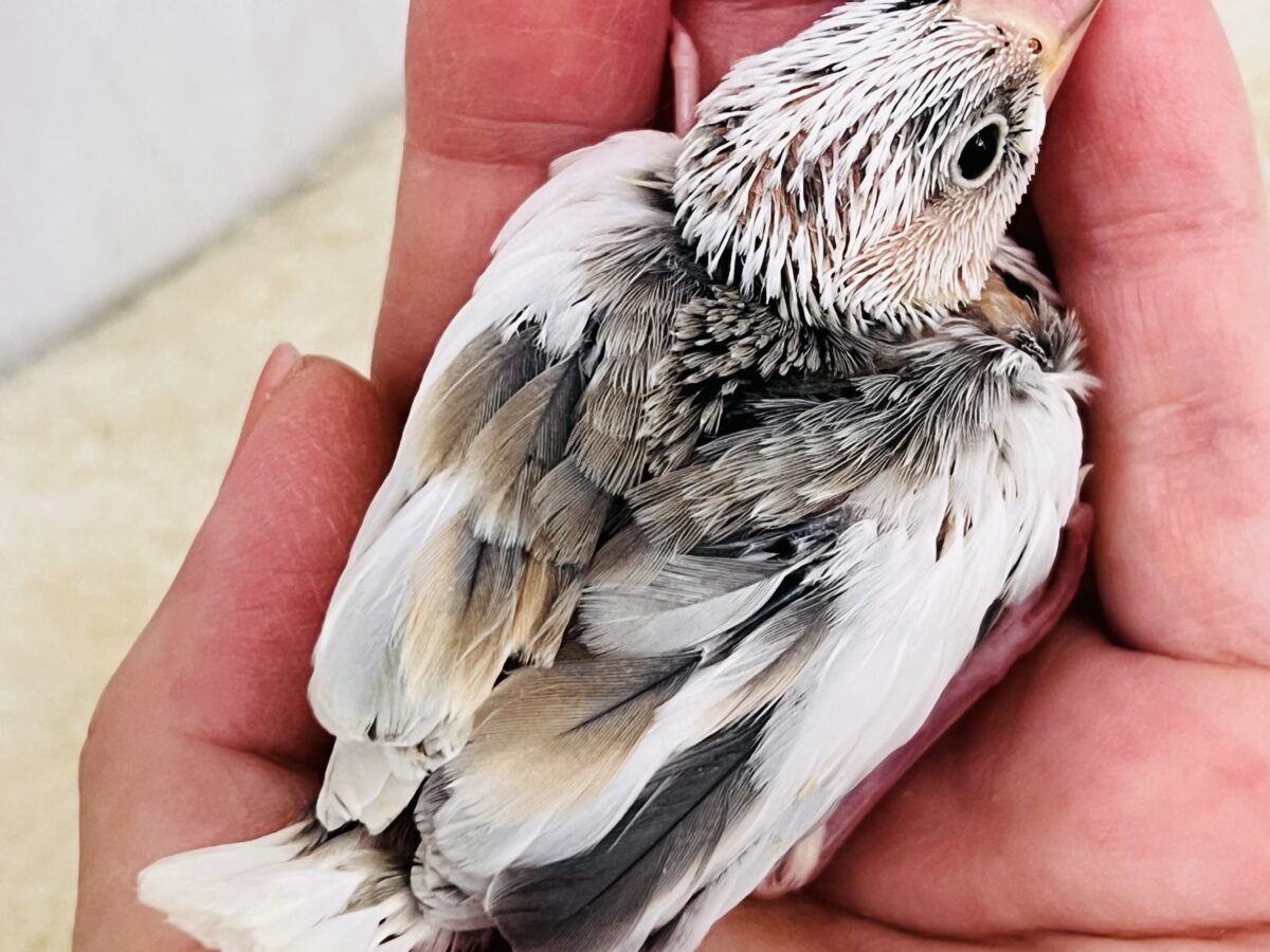 色変わり文鳥