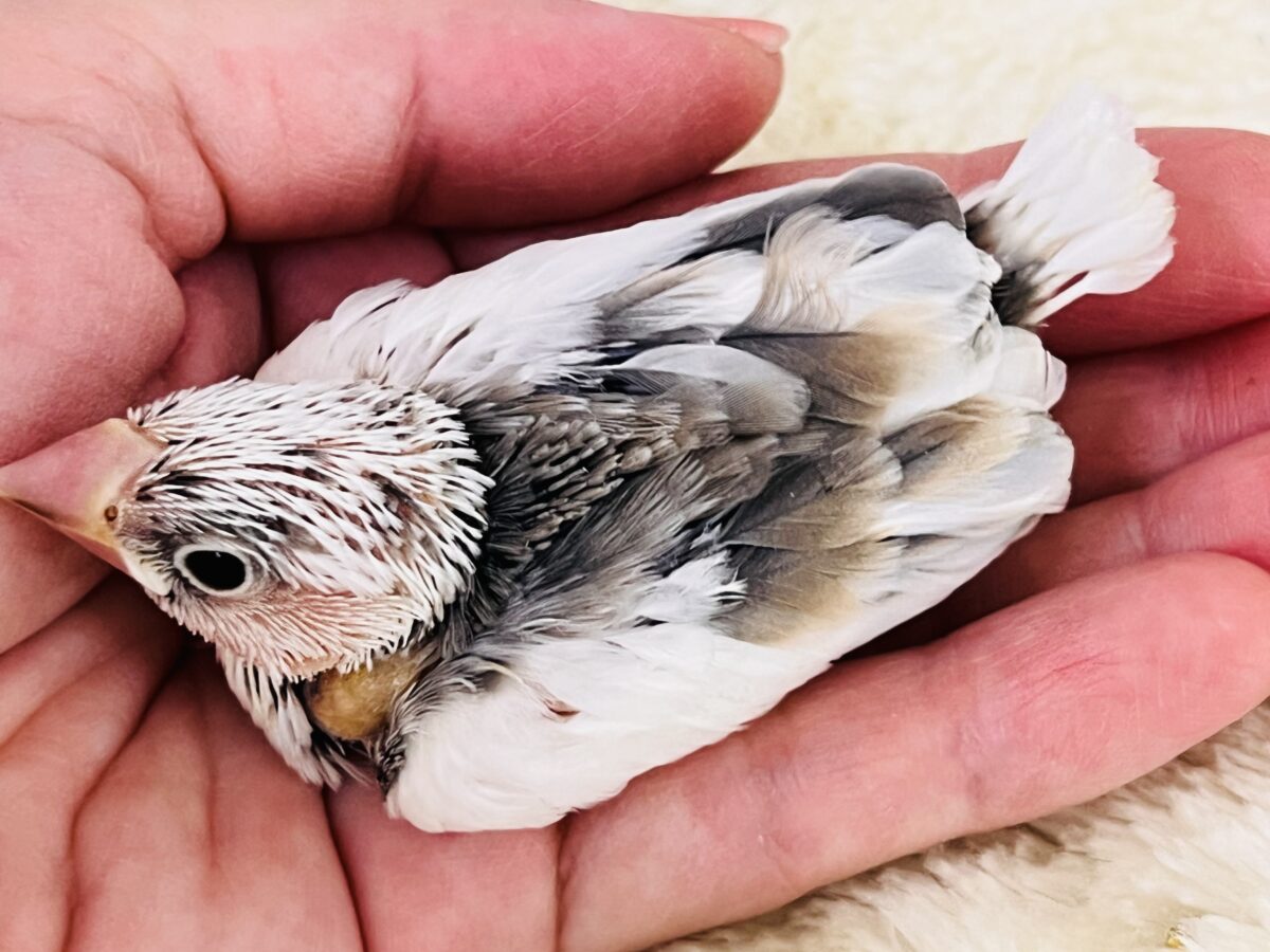 色変わり文鳥