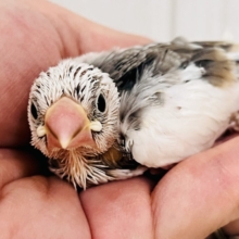 これは！！ﾋﾞﾋﾞｯと❤️謎大き🌀個性派文鳥🪽