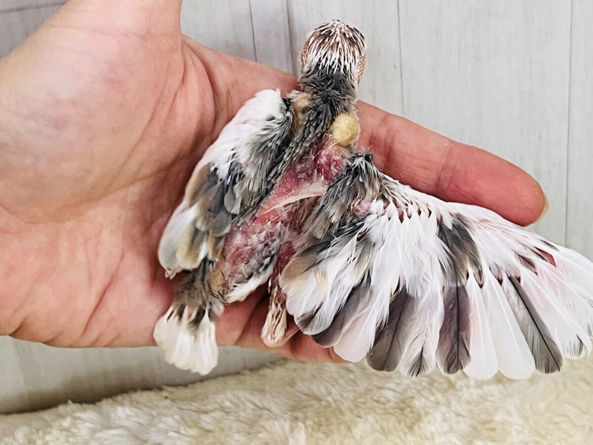 色変わり文鳥