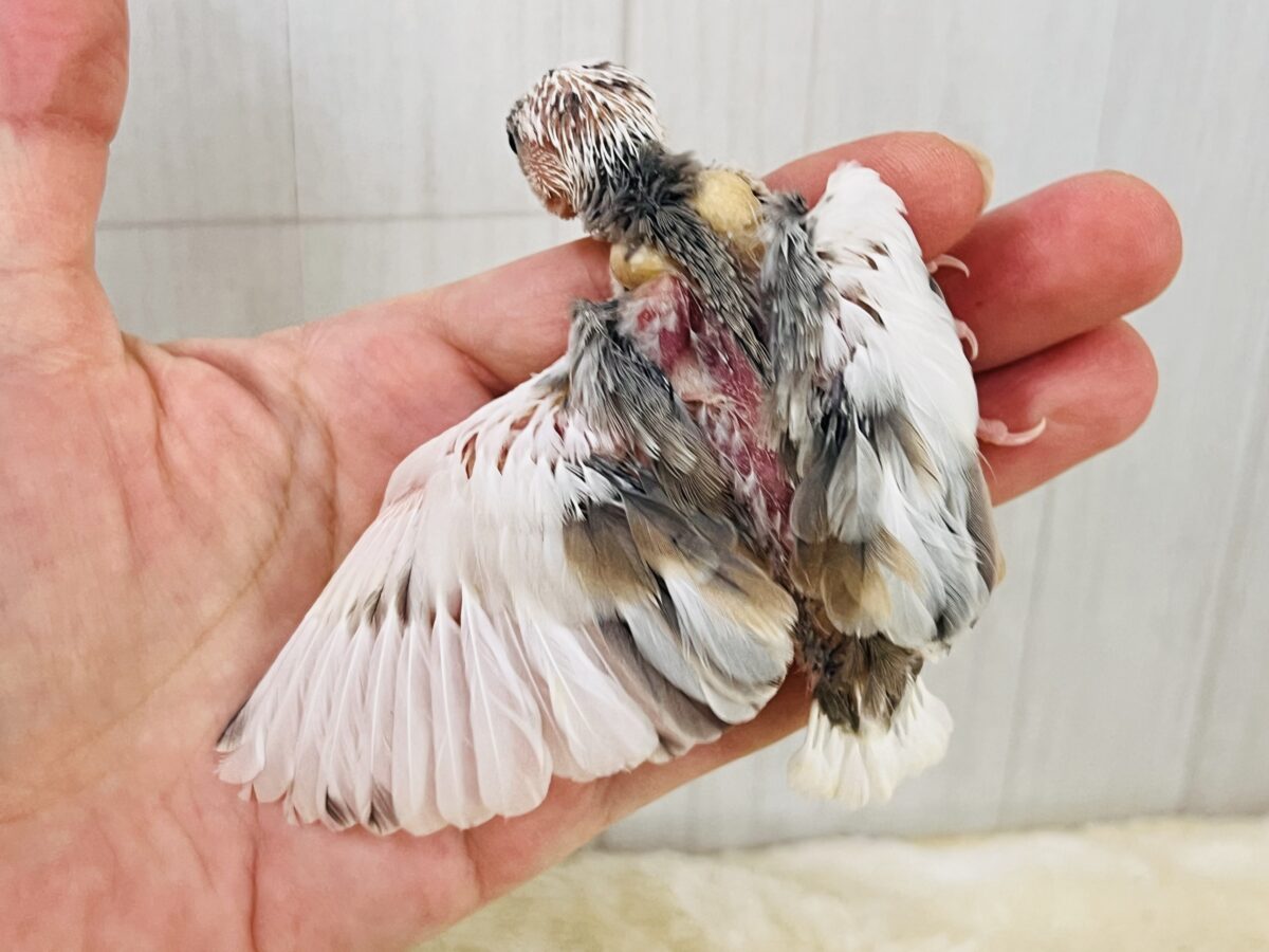 色変わり文鳥