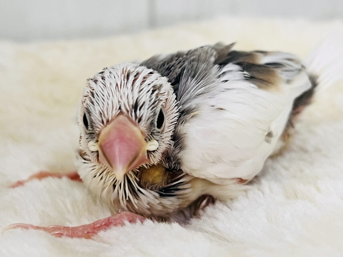 色変わり文鳥