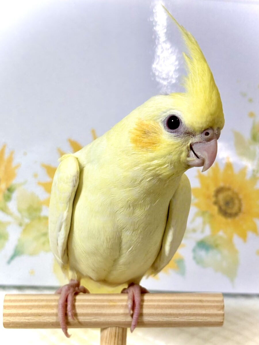 オカメインコ