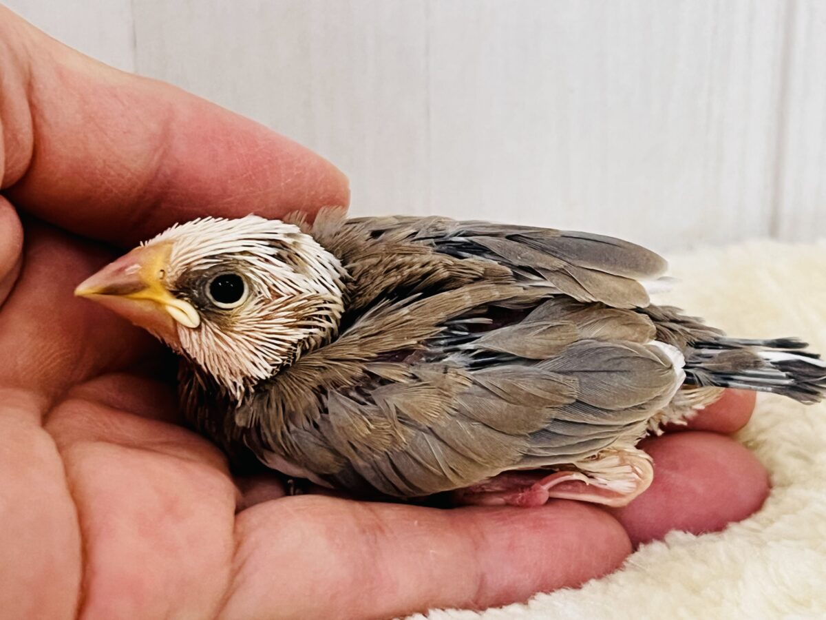 色変わり文鳥