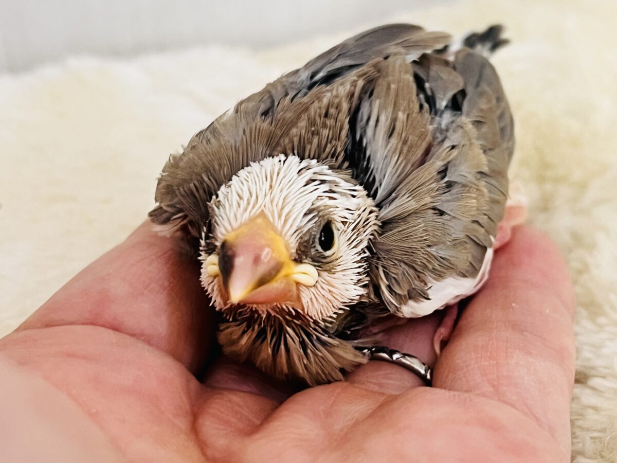 色変わり文鳥