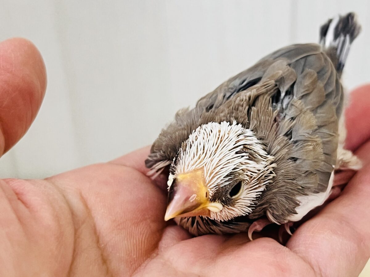 色変わり文鳥