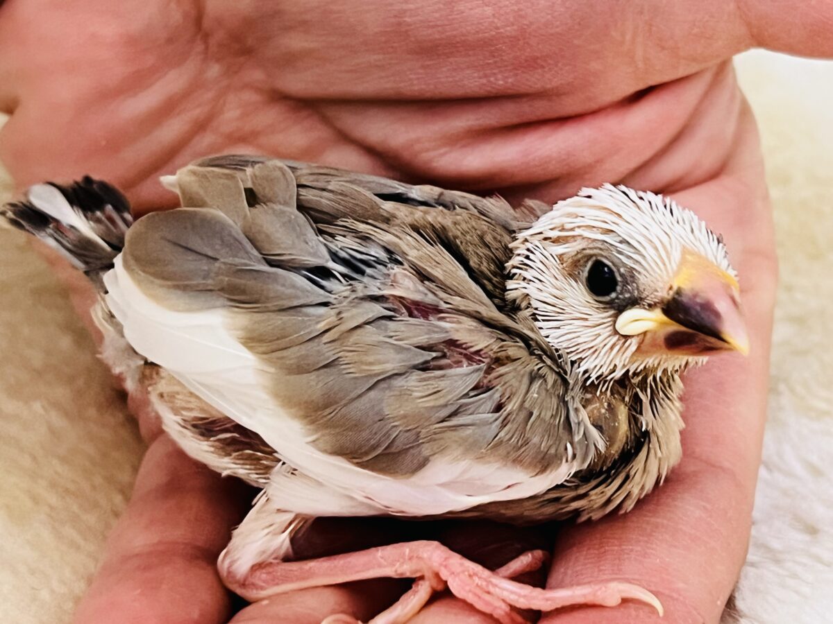色変わり文鳥
