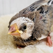 激レア‼︎素顔は白マスクの中⁉️色変わり文鳥です🌟