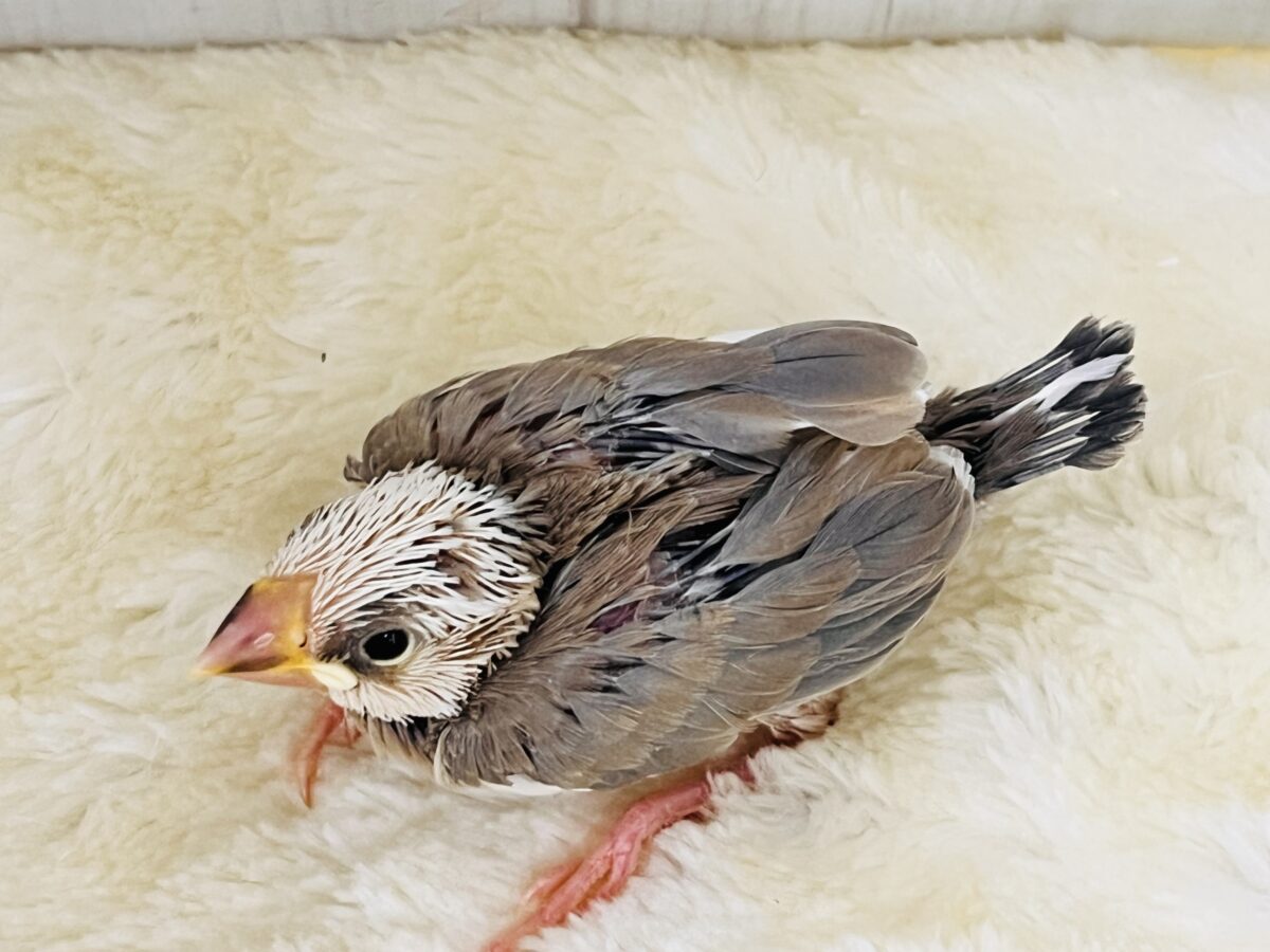 色変わり文鳥