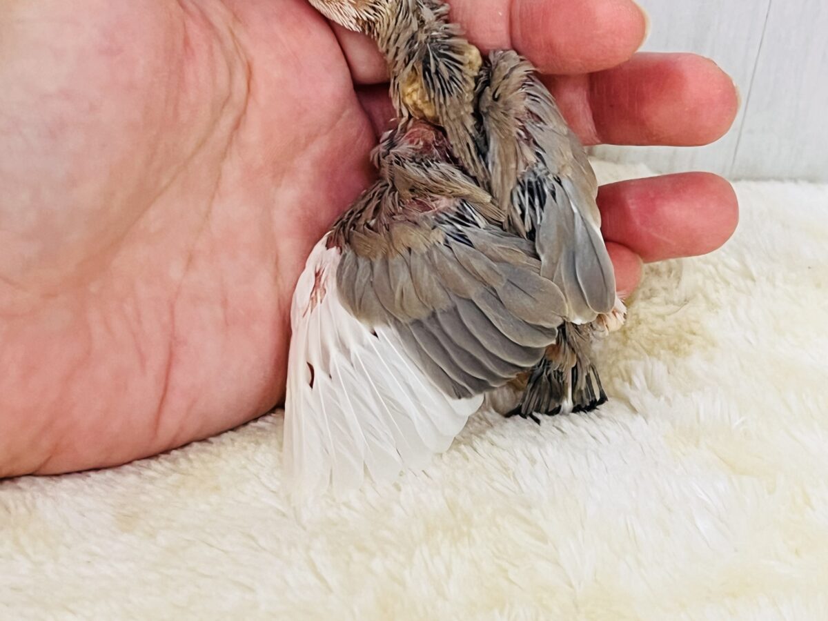 色変わり文鳥
