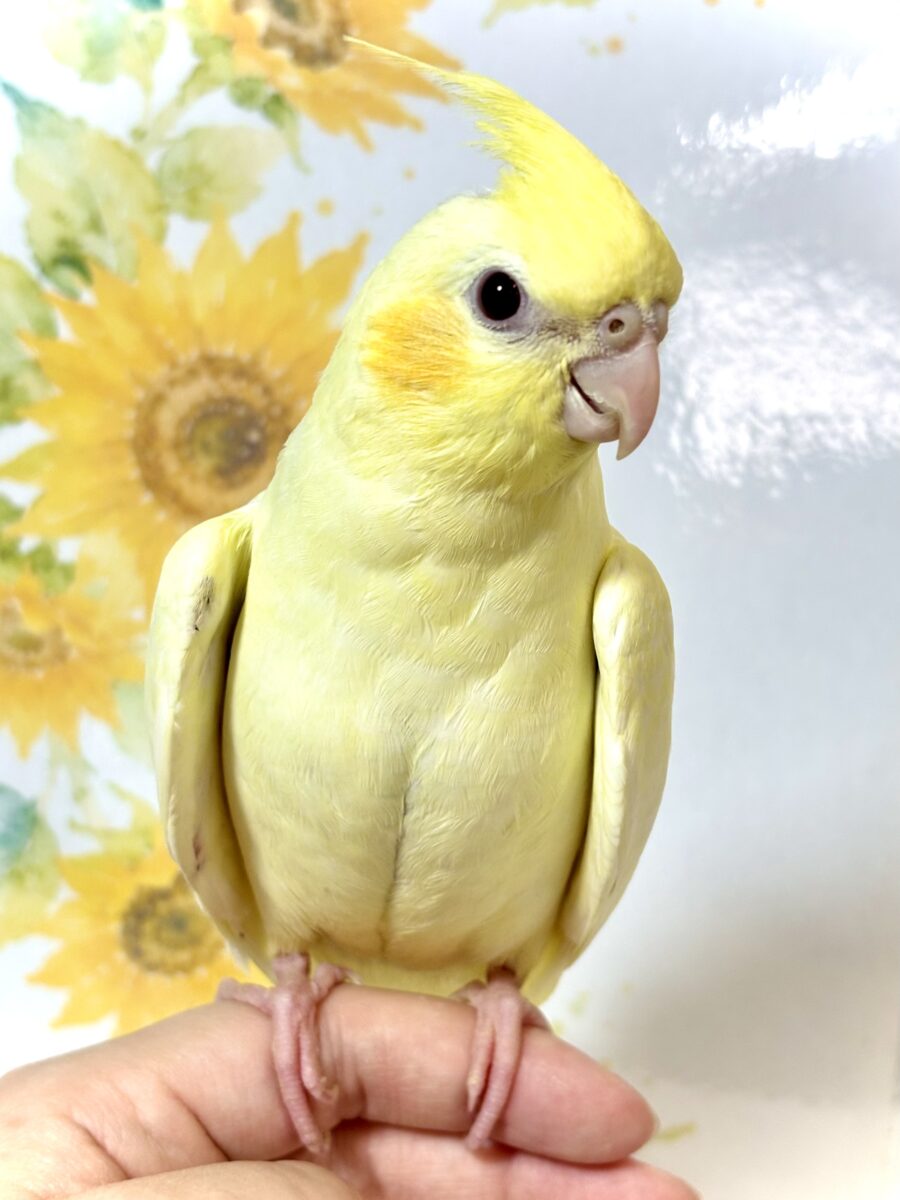 オカメインコ