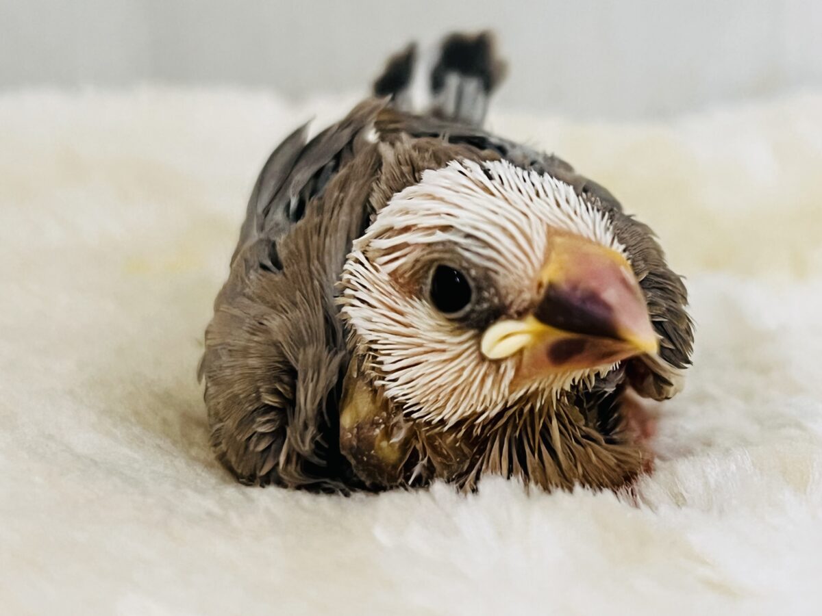 色変わり文鳥